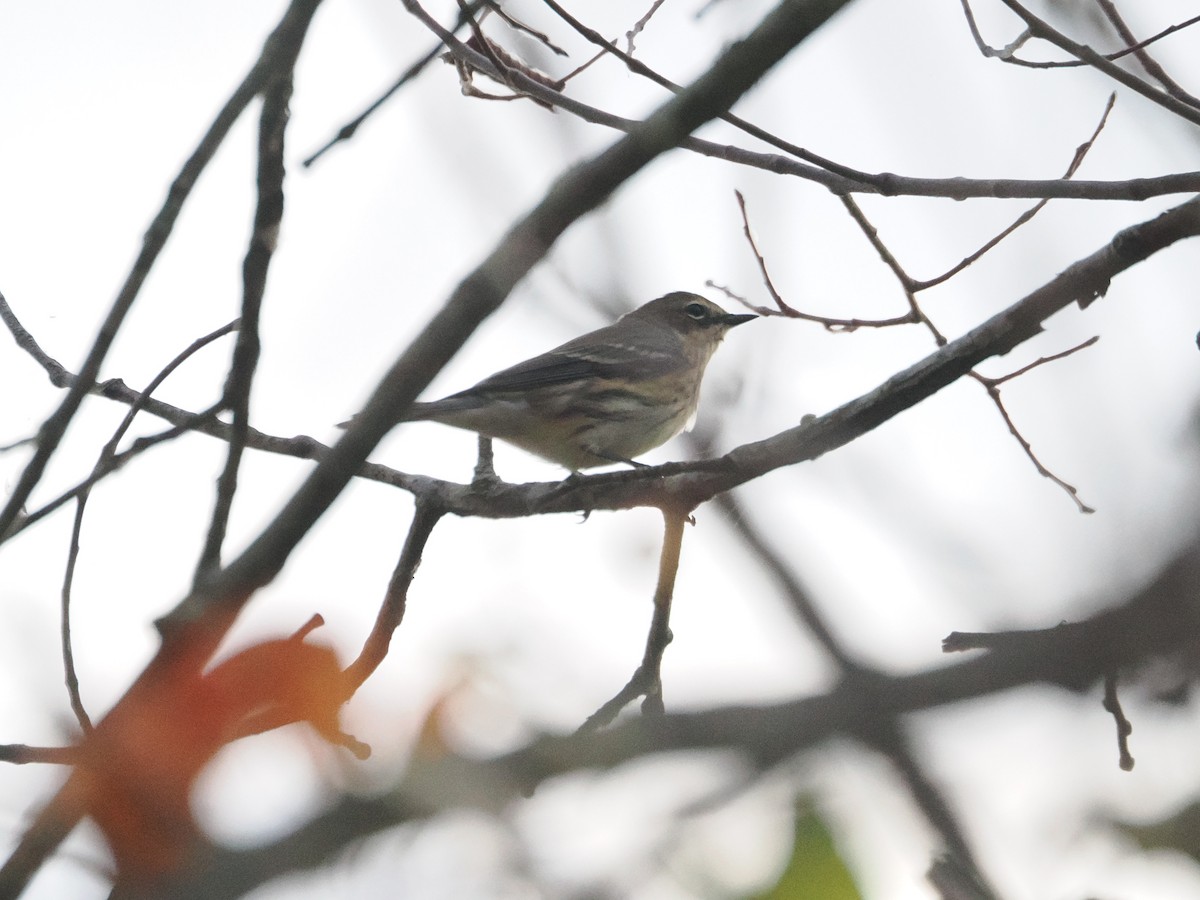 Yellow-rumped Warbler - ML643887229