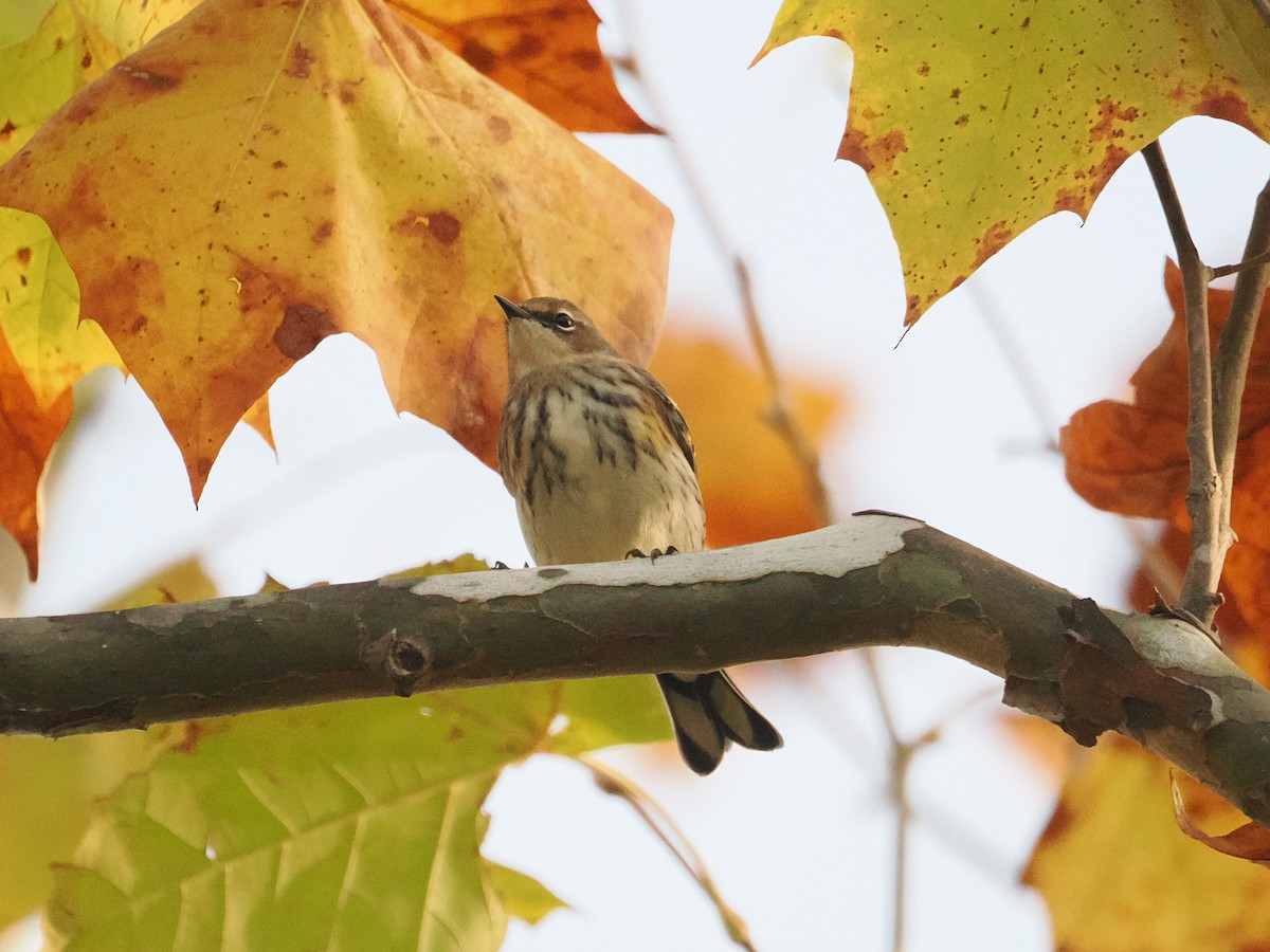 Yellow-rumped Warbler - ML643887230
