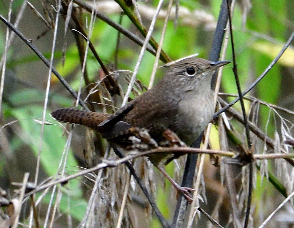 Northern House Wren - ML643887231