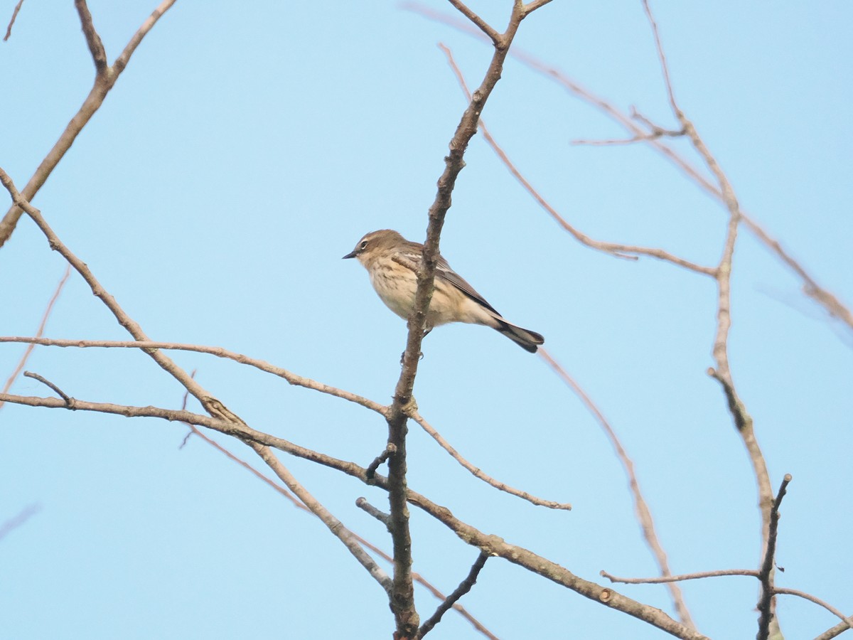 Yellow-rumped Warbler - ML643887233