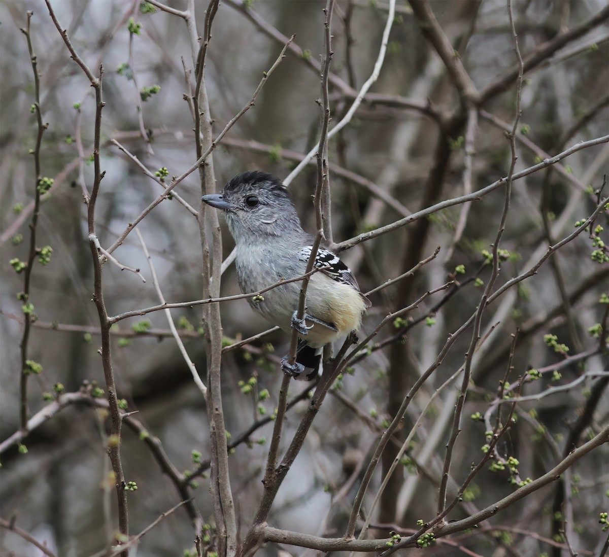 Variable Antshrike - ML643887234