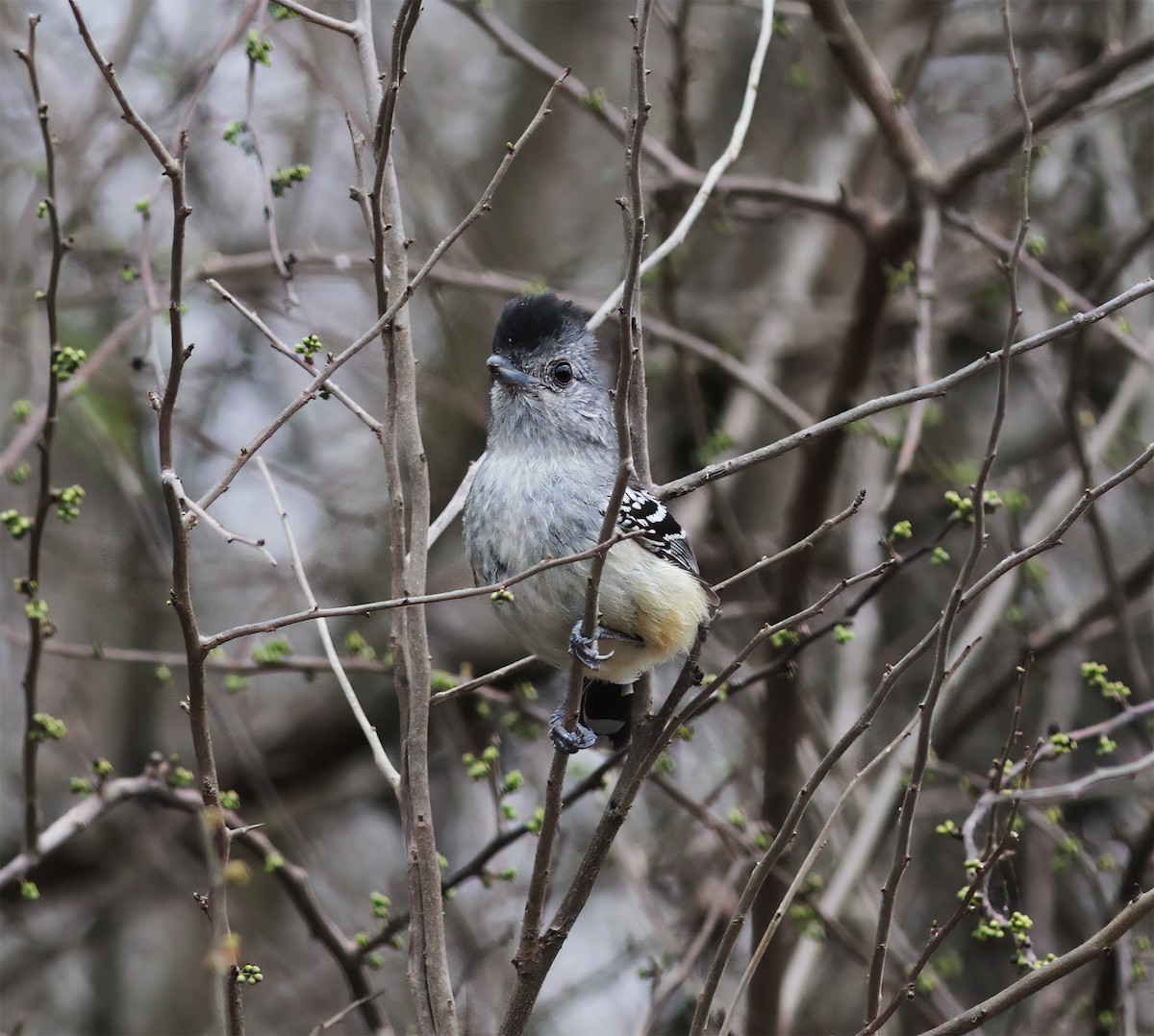 Variable Antshrike - ML643887235