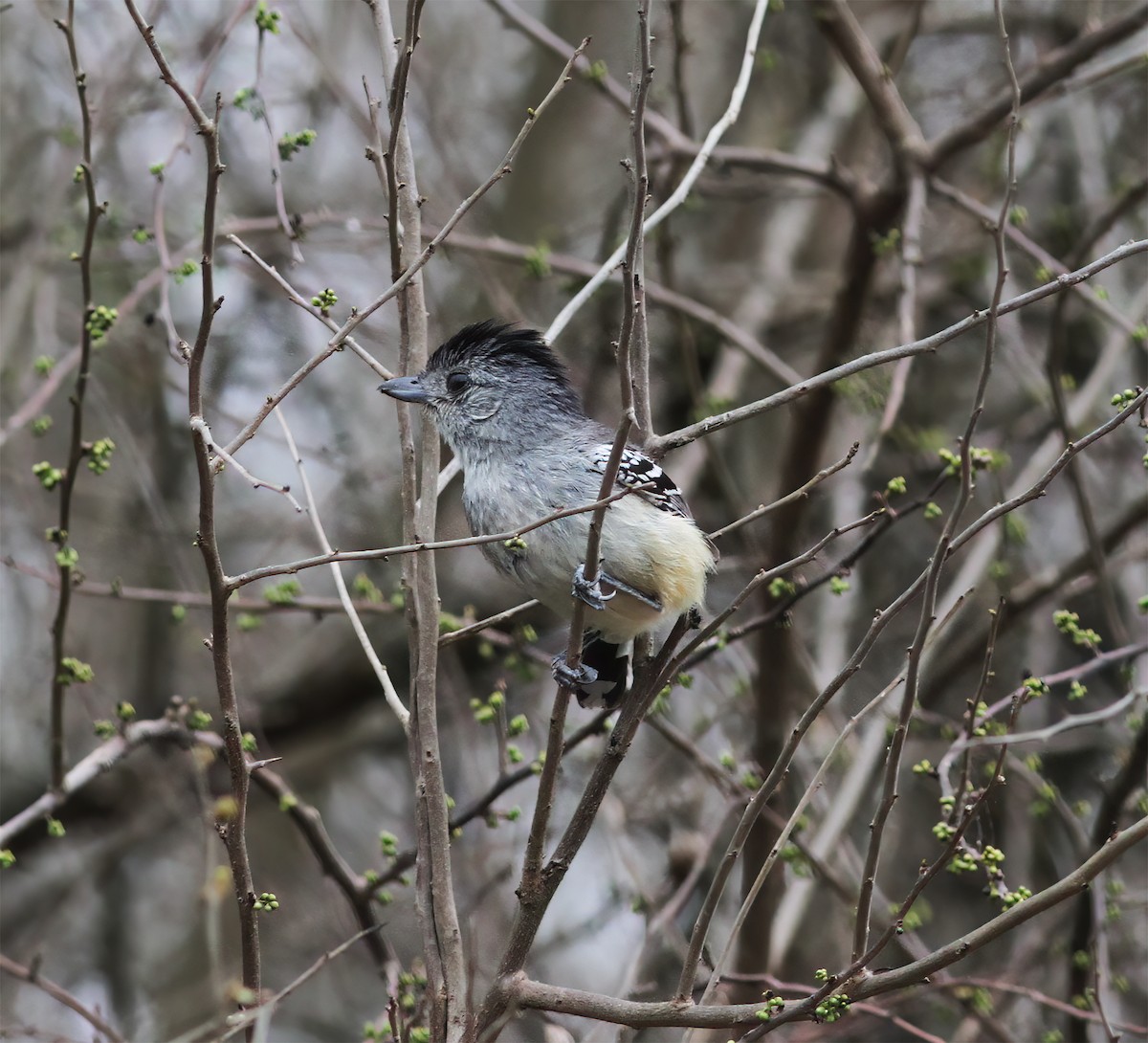 Variable Antshrike - ML643887236