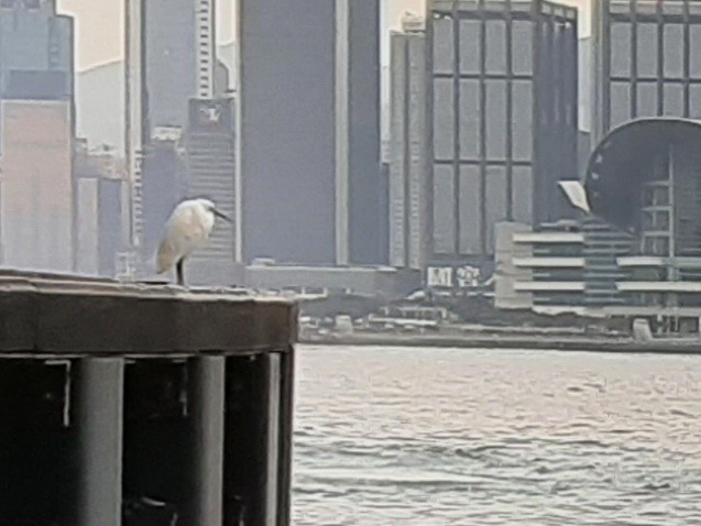 Малая белая цапля - ML643887241