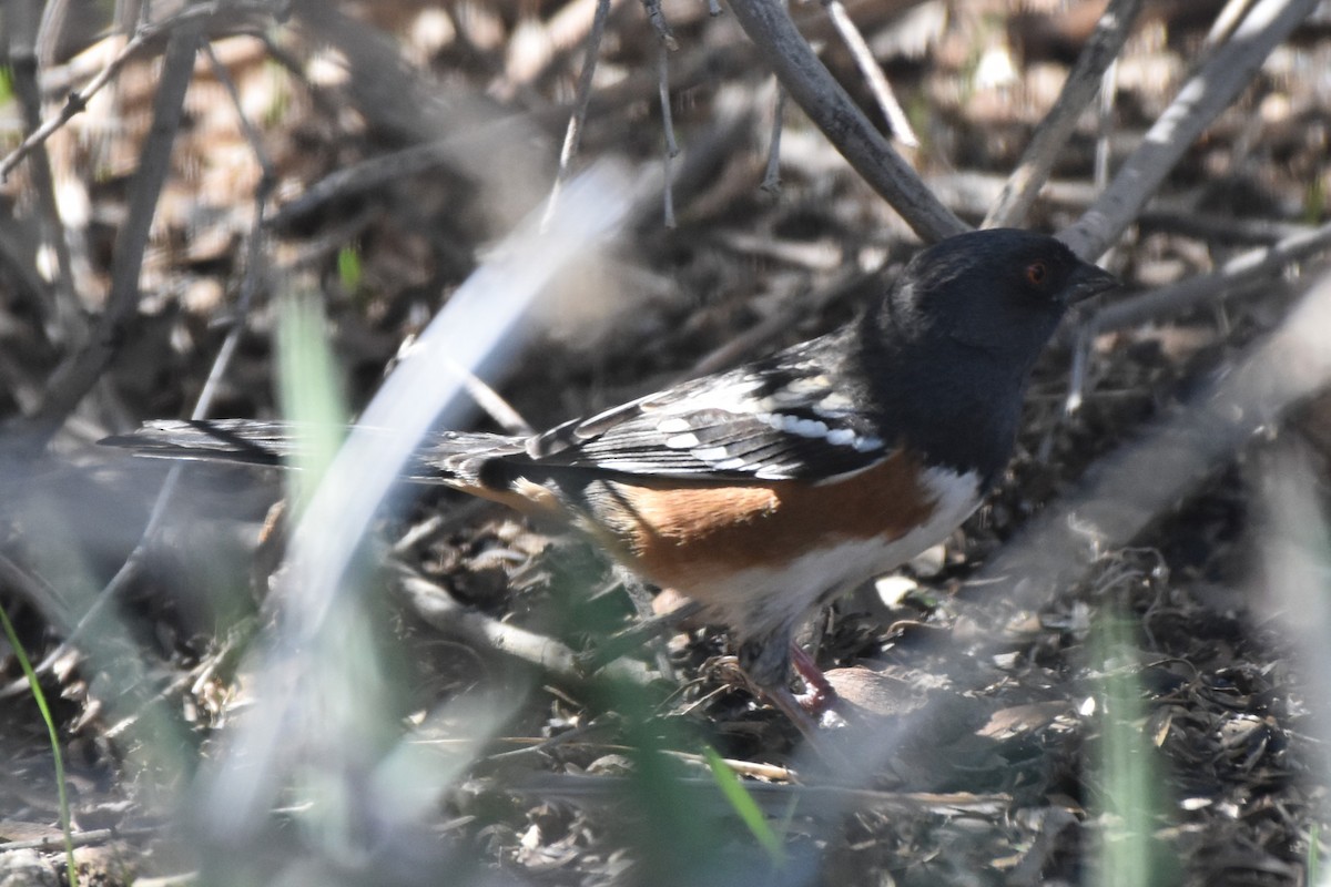 Spotted Towhee - ML643887245
