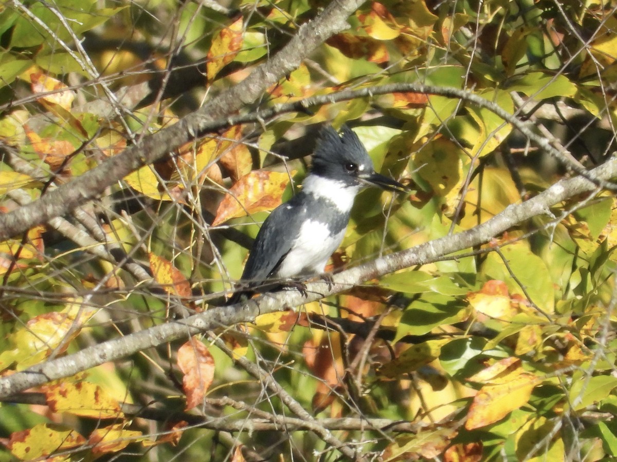 Belted Kingfisher - ML643887254