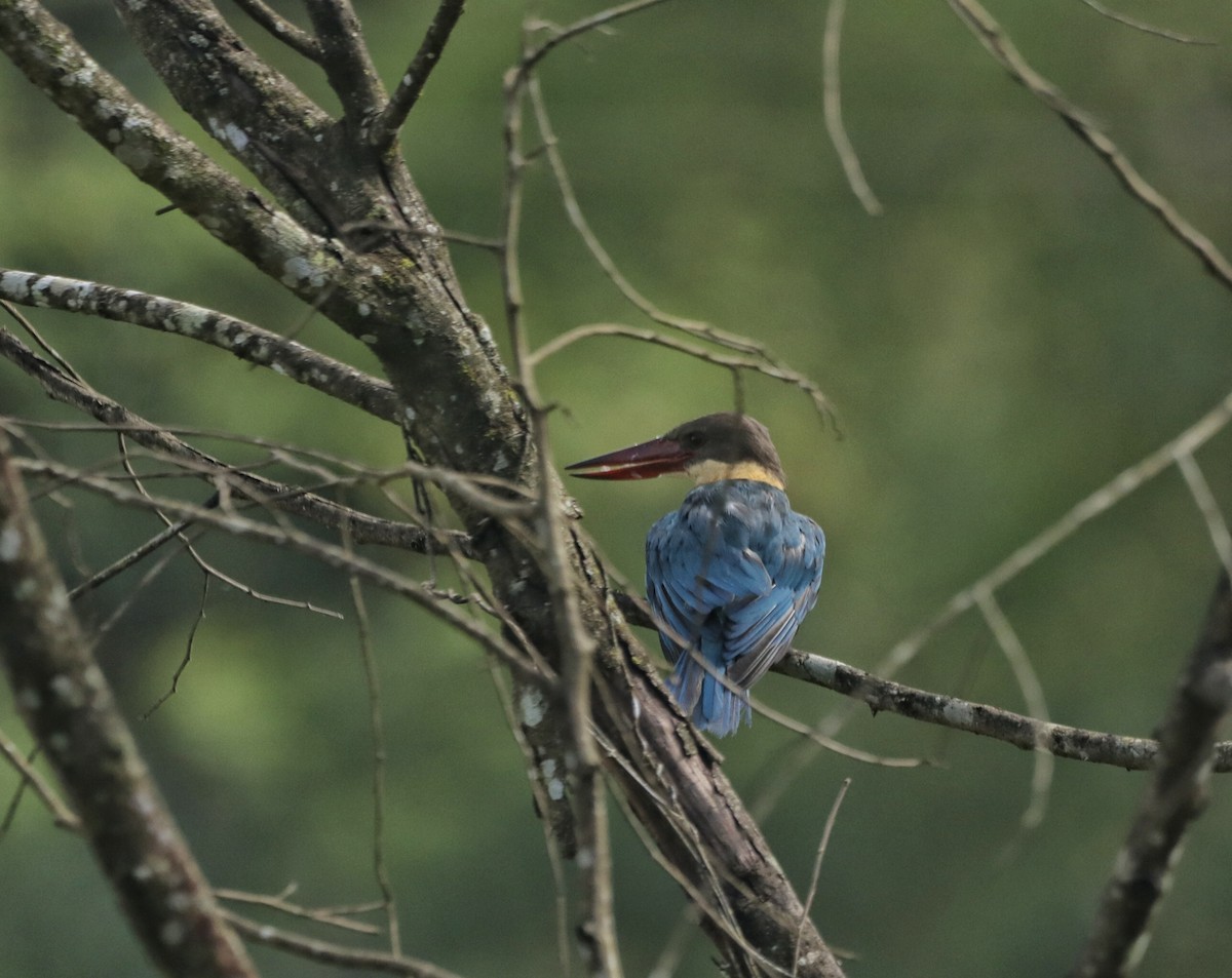 Stork-billed Kingfisher - ML643887309