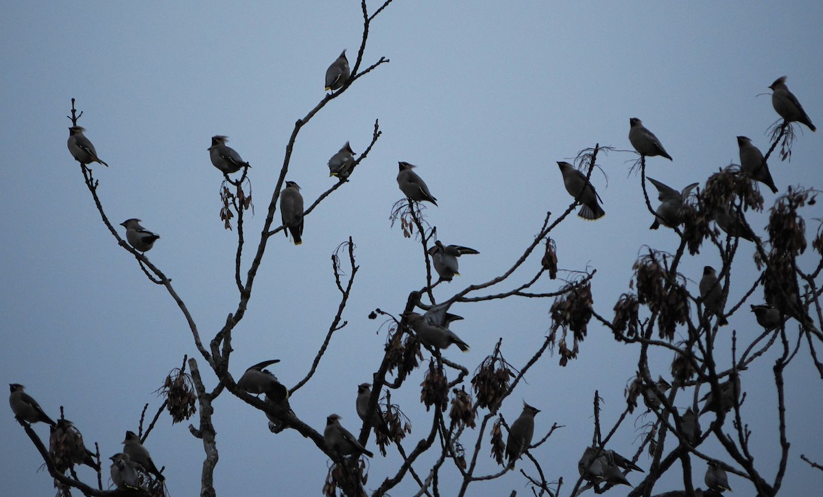 Bohemian Waxwing - ML643887323