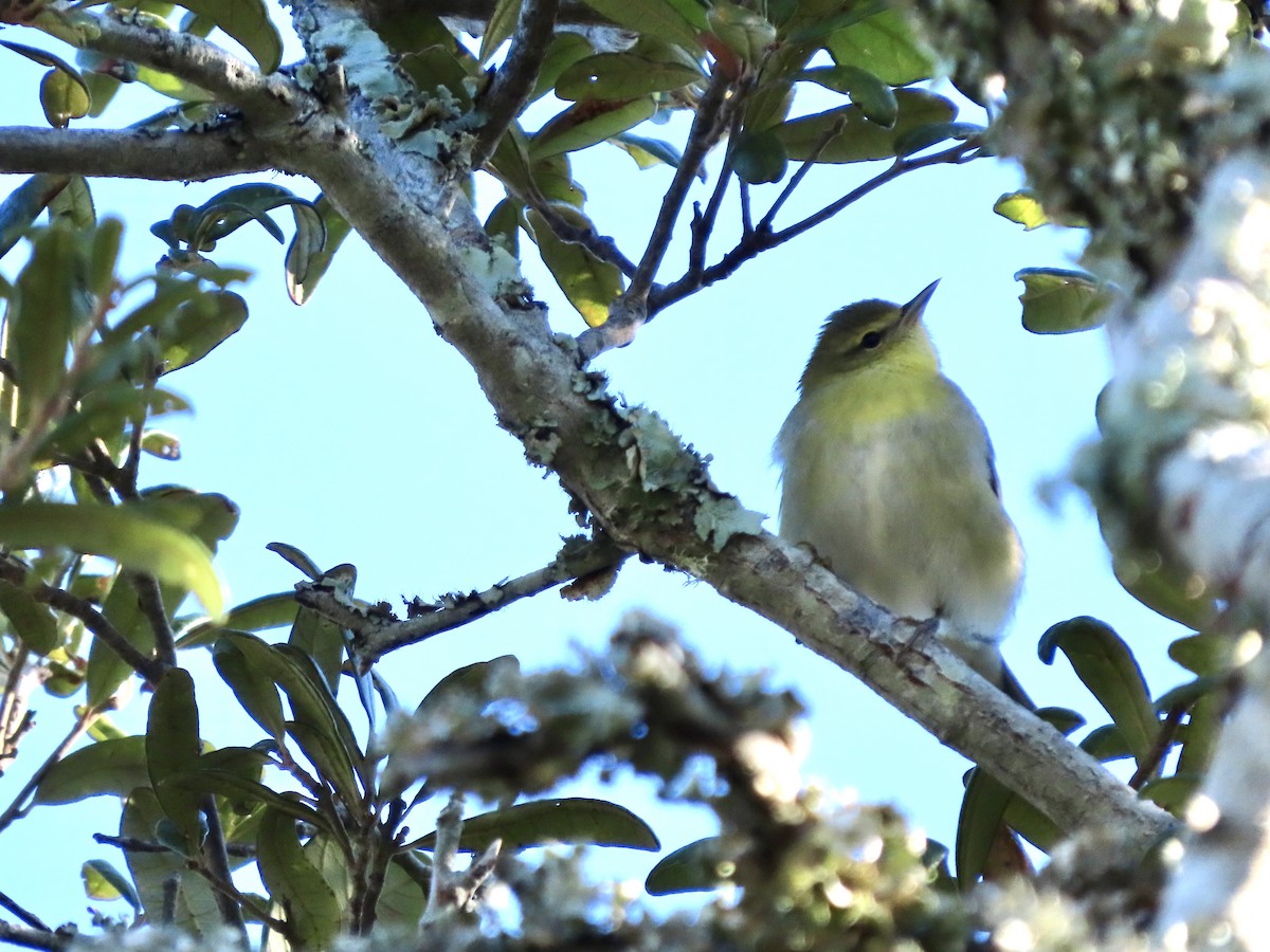 Tennessee Warbler - ML643887339
