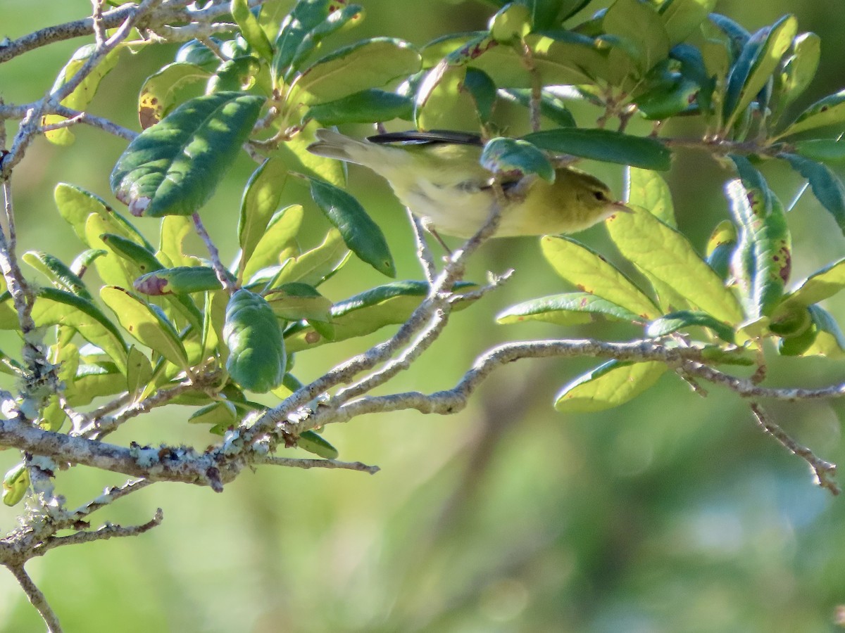 Tennessee Warbler - ML643887340