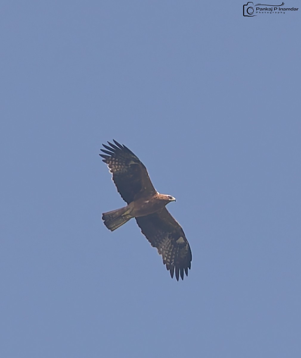 Küçük Kartal - ML643887343
