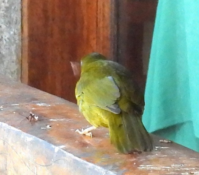 Mitrospin viréon - ML643887356