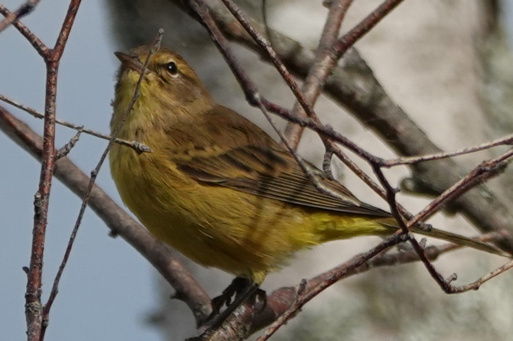 Palm Warbler - ML643887367