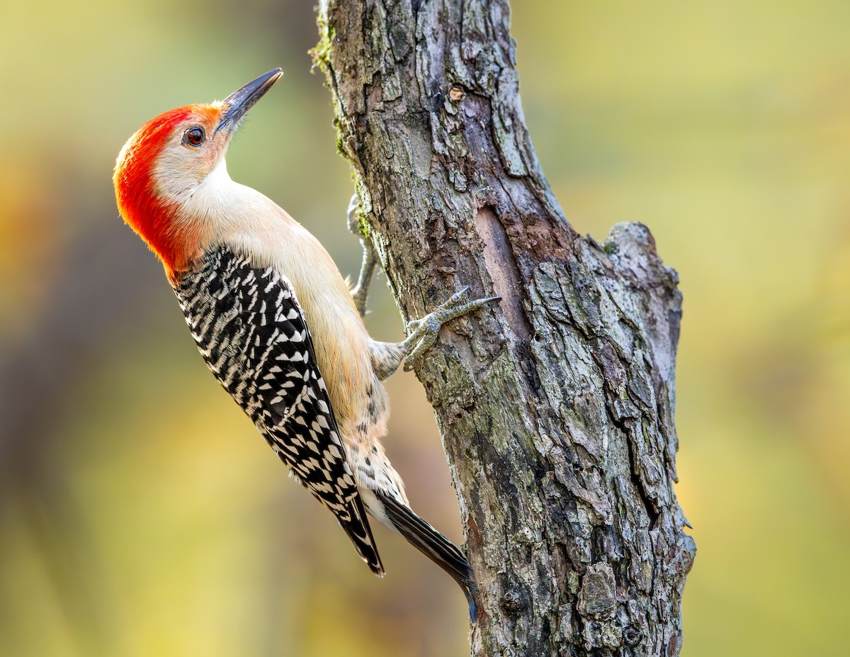 Red-bellied Woodpecker - ML643887370