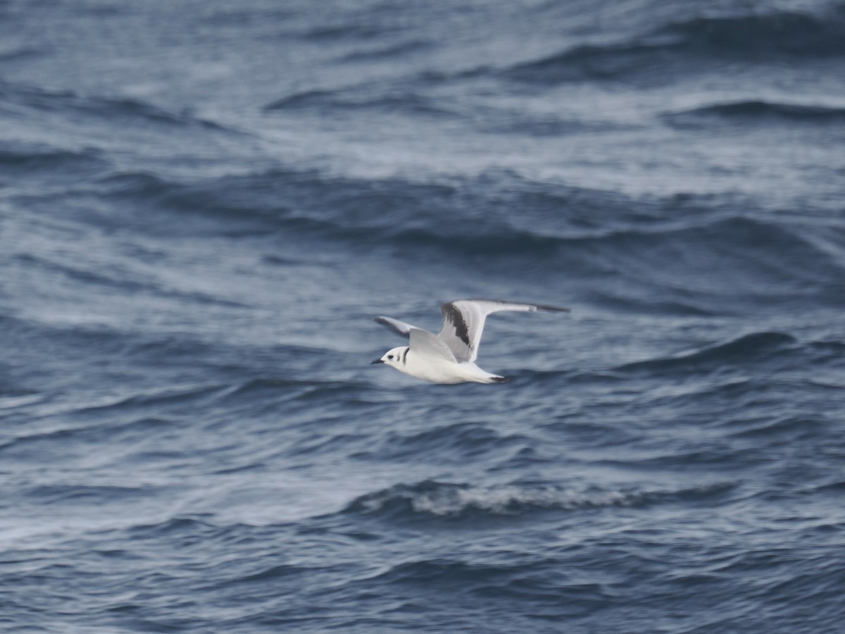 Black-legged Kittiwake - ML643887379