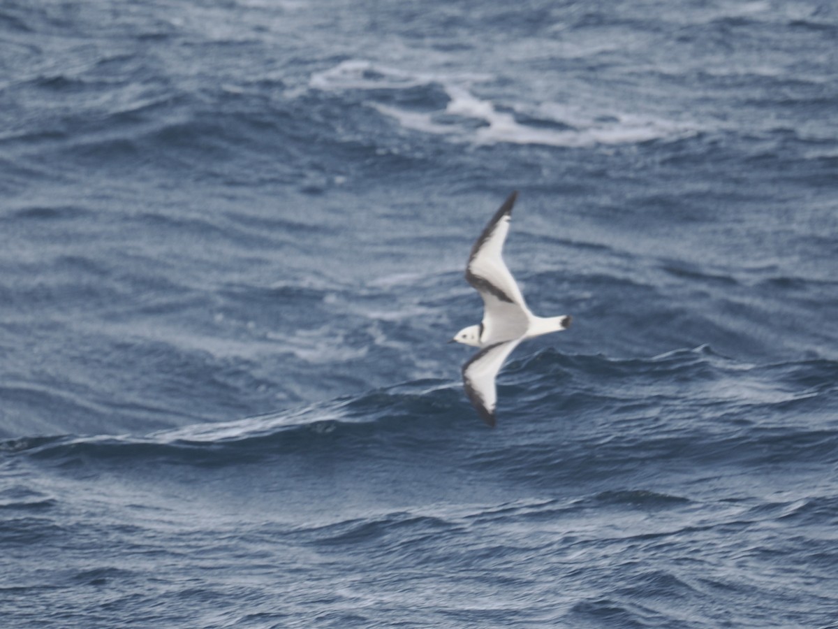 Black-legged Kittiwake - ML643887380