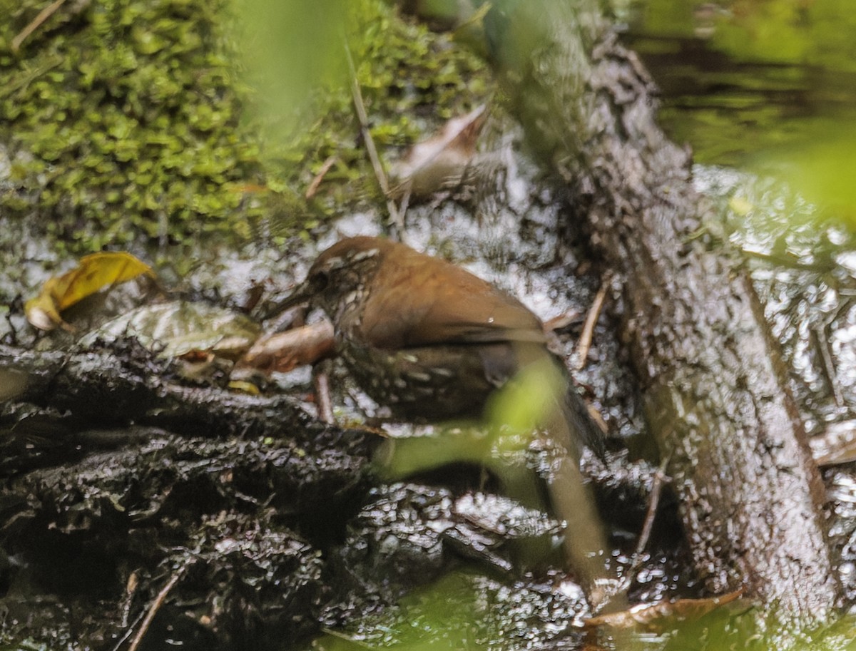 Sharp-tailed Streamcreeper - ML643887381