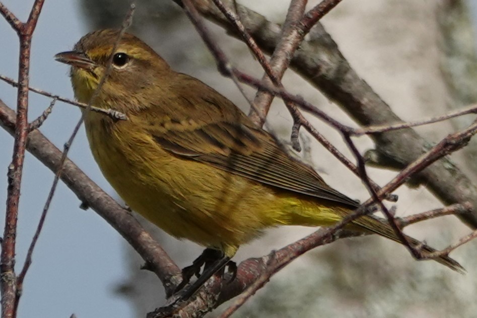 Palm Warbler - ML643887384