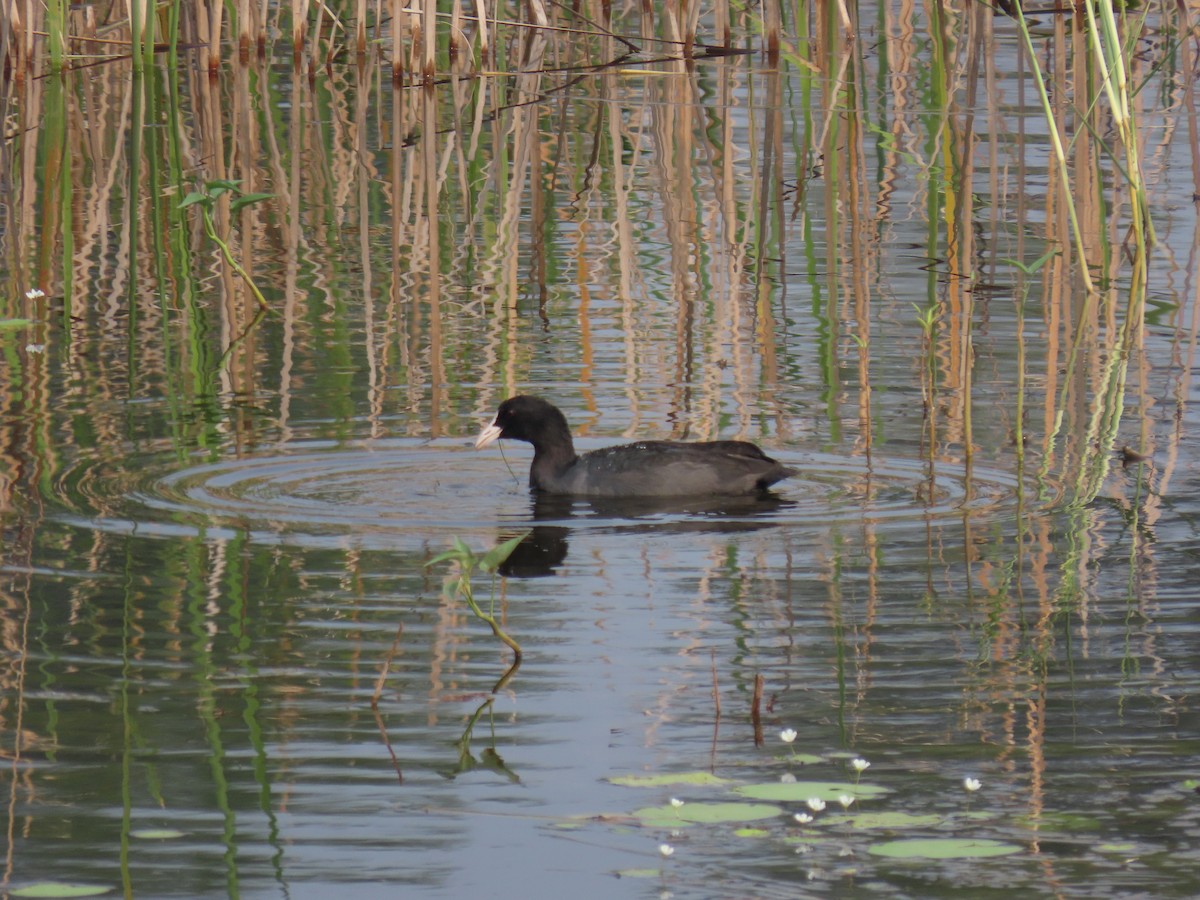 Eurasian Coot - ML643887385