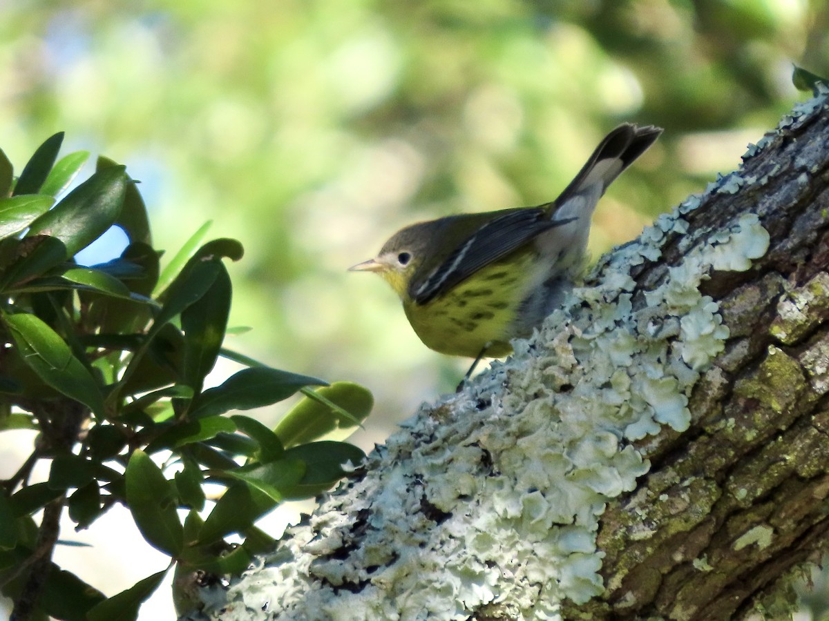 Magnolia Warbler - ML643887388