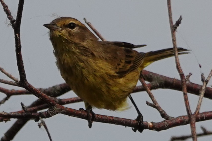 Palm Warbler - ML643887397