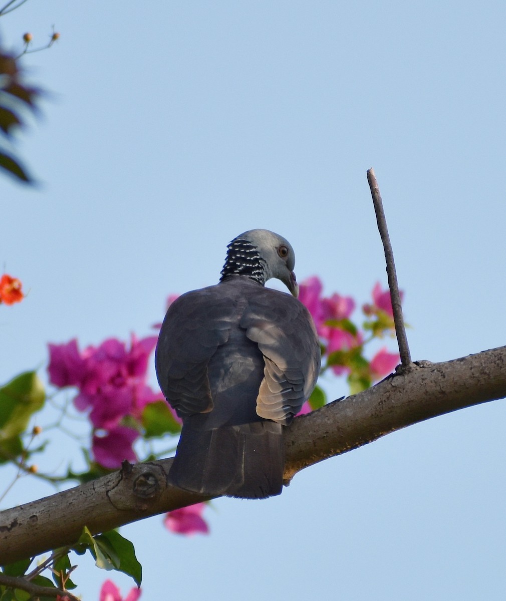 Nilgiri Wood-Pigeon - ML643887400