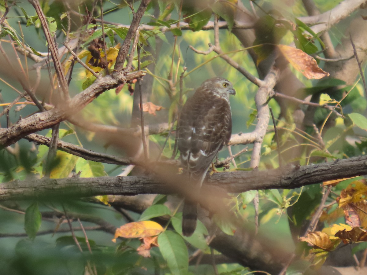 Shikra - ML643887404