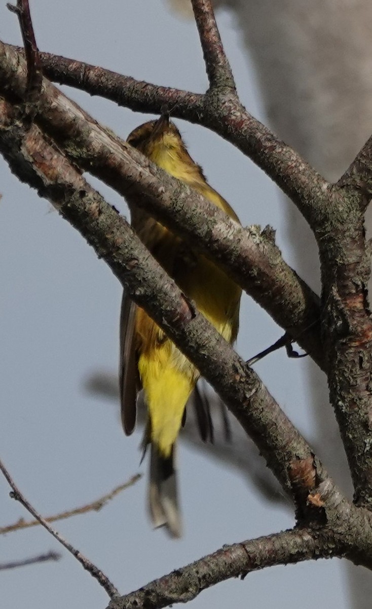 Palm Warbler - ML643887405
