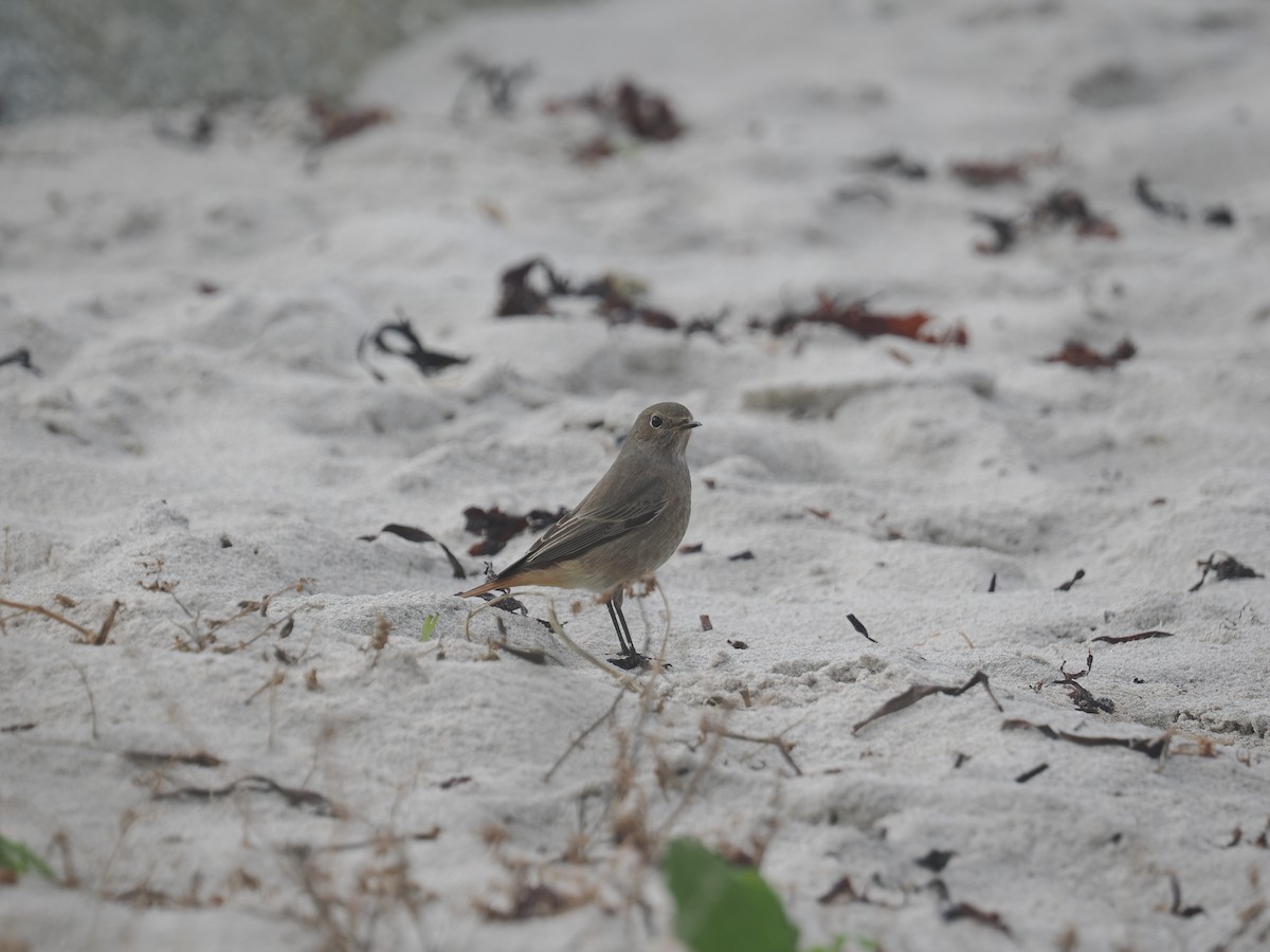 Black Redstart - ML643887409
