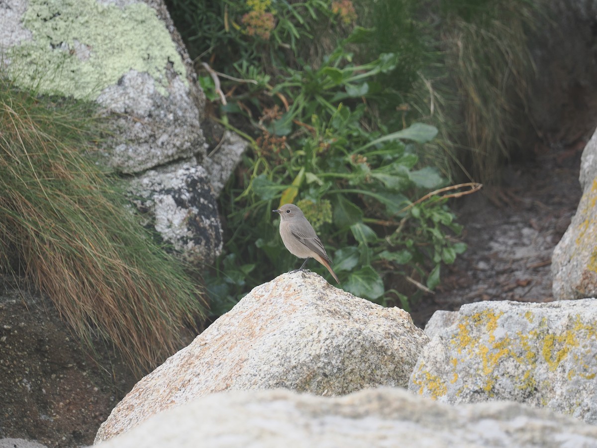 Black Redstart - ML643887410
