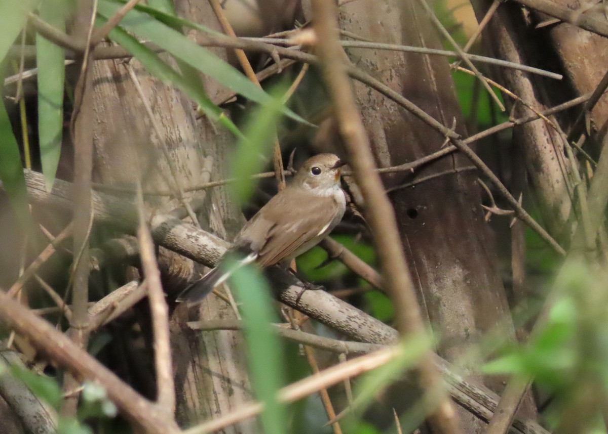 Taiga Flycatcher - ML643887414