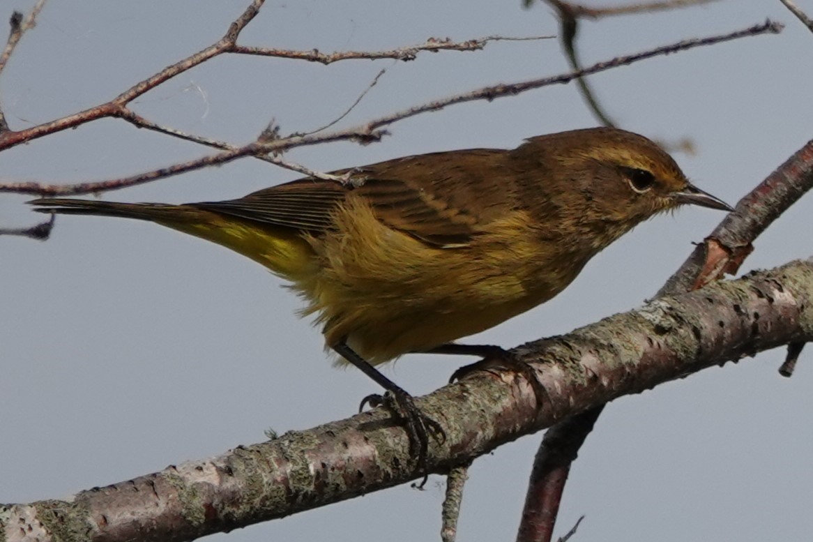Palm Warbler - ML643887415