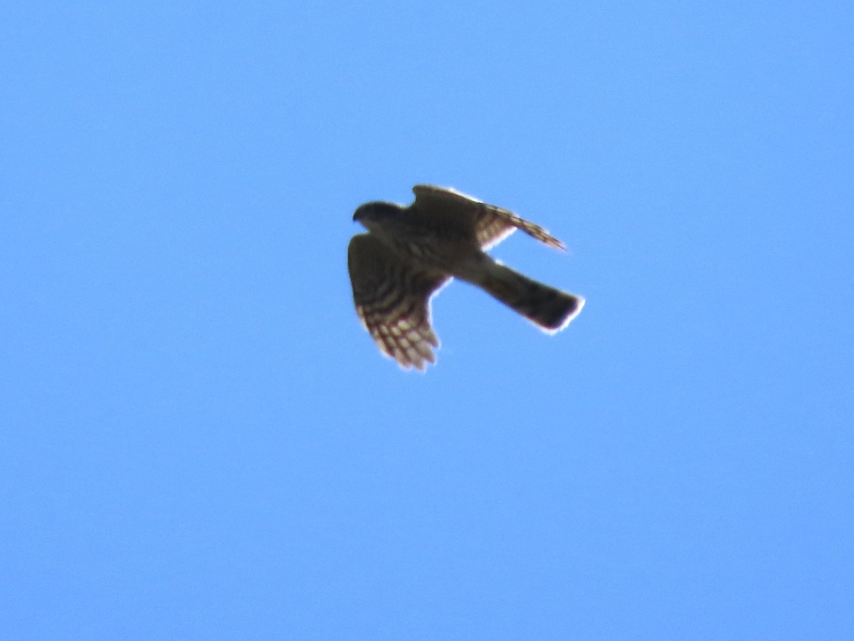 Sharp-shinned Hawk - ML643887416