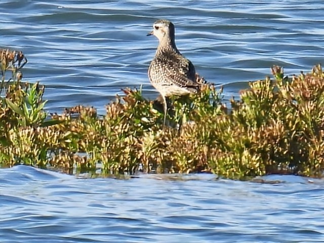 Piviere americano - ML643887419