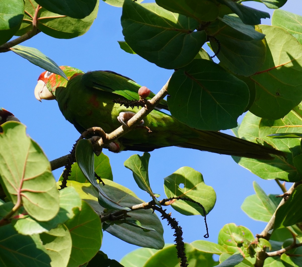 Mitred Parakeet - ML643887420
