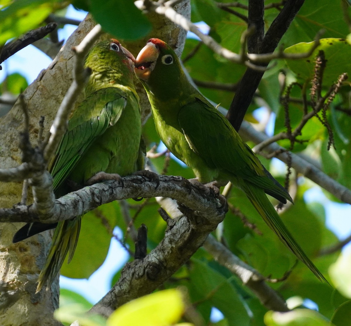 Mitred Parakeet - ML643887423
