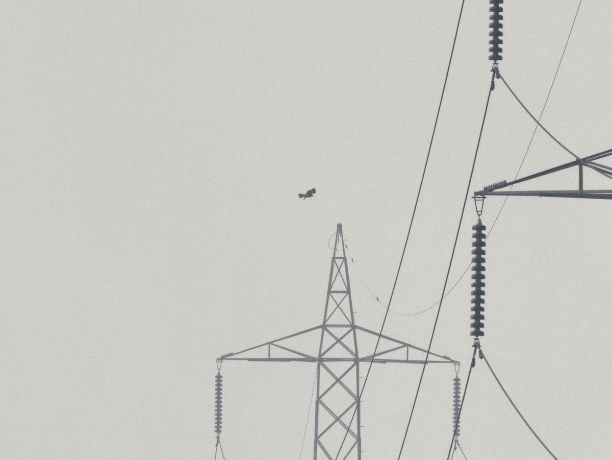 Peregrine Falcon - ML643887424