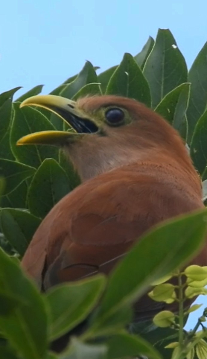 Squirrel Cuckoo - ML643887425