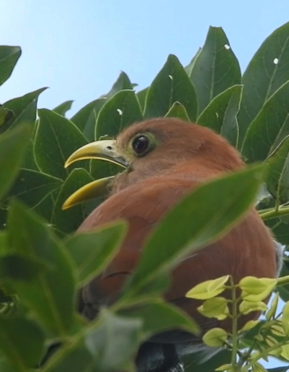 Squirrel Cuckoo - ML643887426
