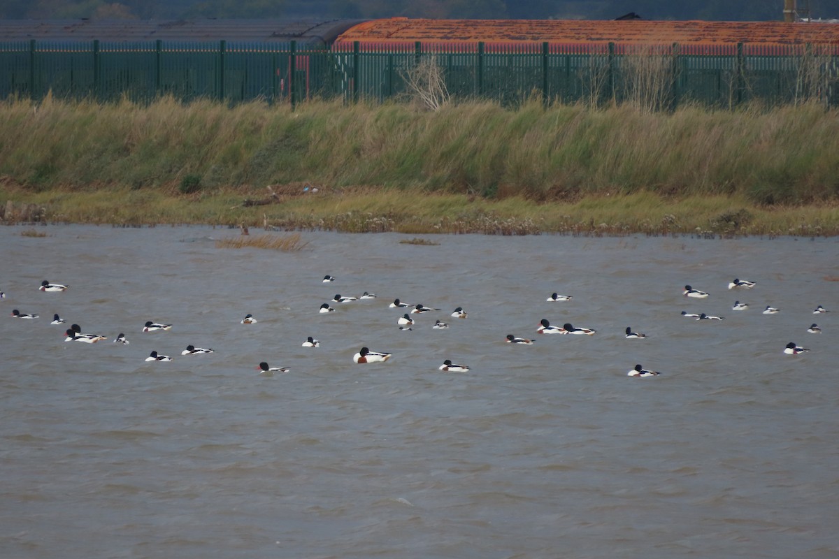 Common Shelduck - ML643887427