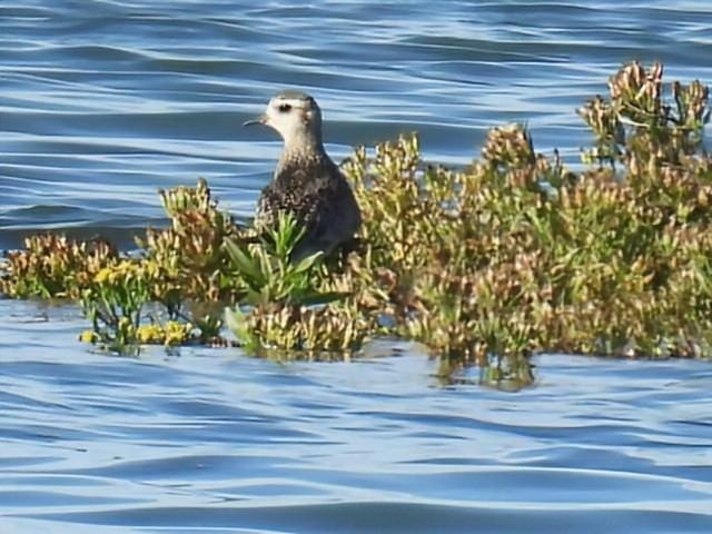 Piviere americano - ML643887428