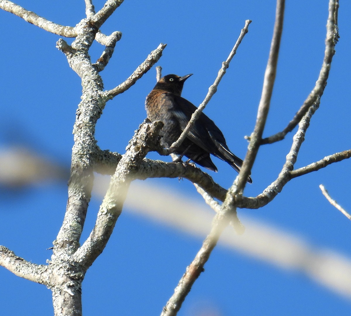 Rusty Blackbird - ML643887429