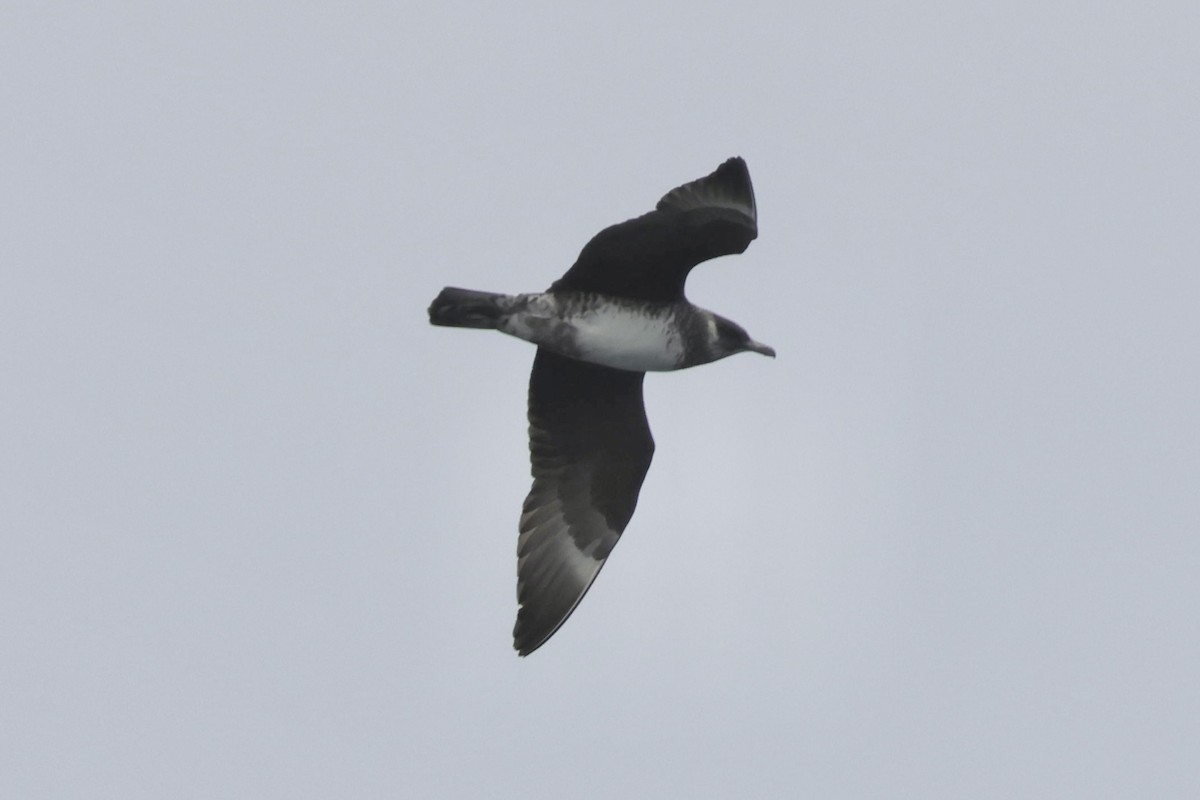 Pomarine Jaeger - ML643887430