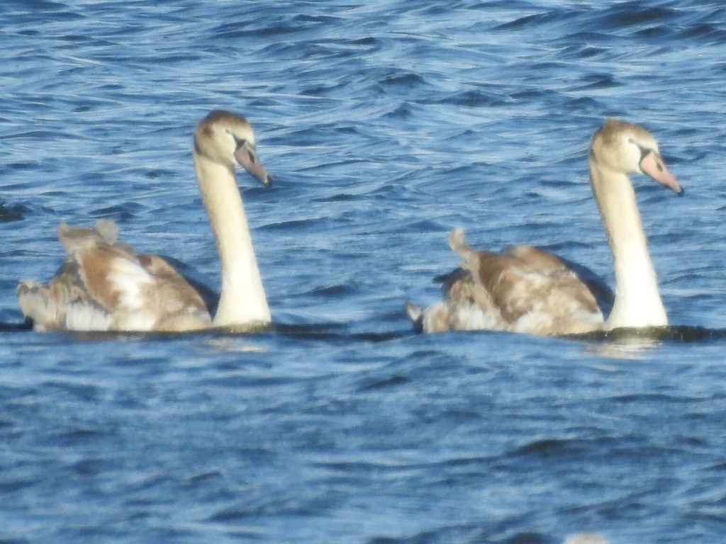 swan sp. - ML643887431
