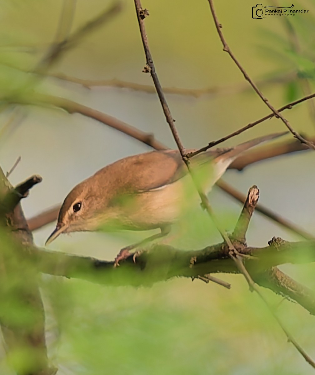 Blyth's Reed Warbler - ML643887432