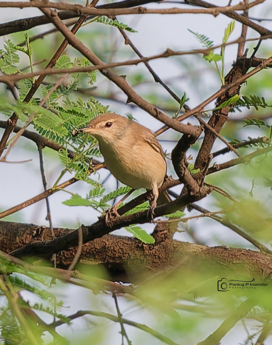 Blyth's Reed Warbler - ML643887433