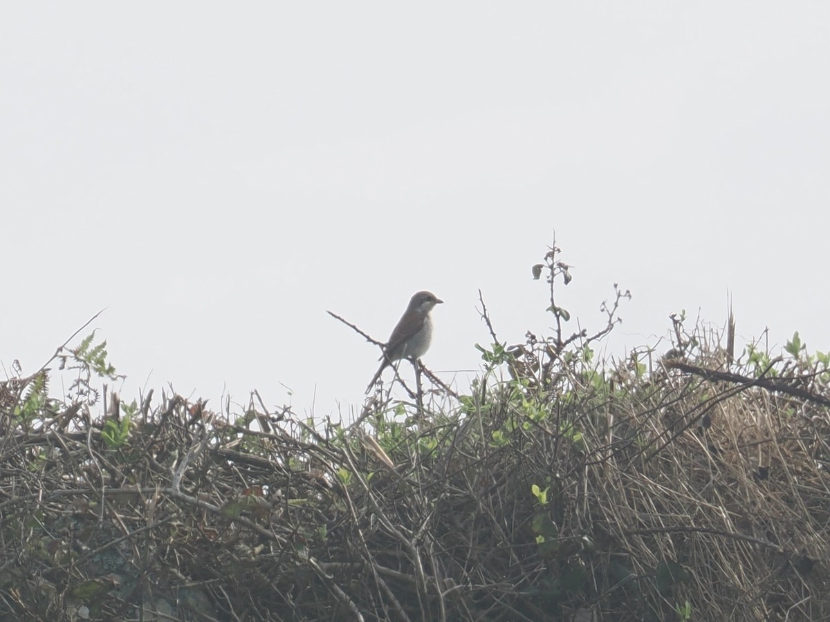 Red-backed Shrike - ML643887434