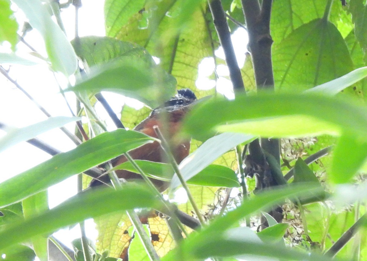 Ferruginous Antbird - ML643887436
