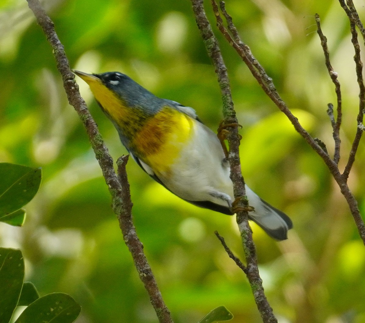 Northern Parula - ML643887437