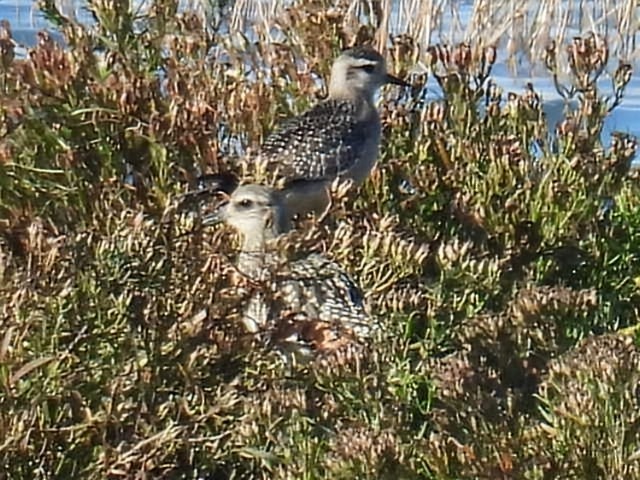 Piviere americano - ML643887438